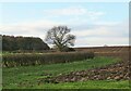 Farmland west of Potto