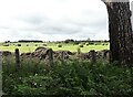 NZ0947 : Hay field beside Longedge Lane by Robert Graham