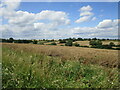 Fields of oilseed rape