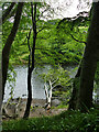 Fallen trees in the river Don