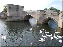 TL3171 : Swans near the bridge at St Ives by Peter S