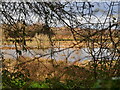 TG3030 : Flooded Water Meadows seen from Footpath by David Pashley