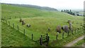 Auchagallon kerbed cairn