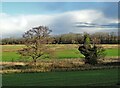 Above The River Torne west of Styrrup