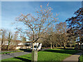 Tree in blossom, Christmas Day, 2020