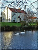 SK5984 : The village pond - North Carlton by Neil Theasby