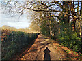 Path towards Tilgate Playing Fields