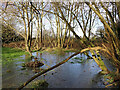 Boggy woodland near Goldthorn Park in Wolverhampton