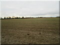 Autumn sown crop near Fenton