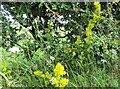 NZ1148 : Wild flowers on Knitsley Lane by Robert Graham