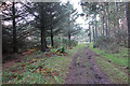 Path in Roseisle Forest