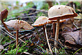 Toadstools