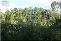 Woods and cow parsley in Stratton Audley