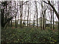 Fox Hollows houses behind trees, Brackla, Bridgend