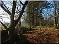 The edge of Broomhill Wood