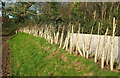 Young hedge south of Dawlish