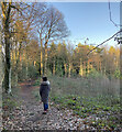 Wilderness Wood, Hadlow Down (4)