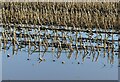 A maize in reflection