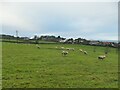 Sheep in a field by Old Pool Bank