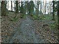 Path through Staircase Wood