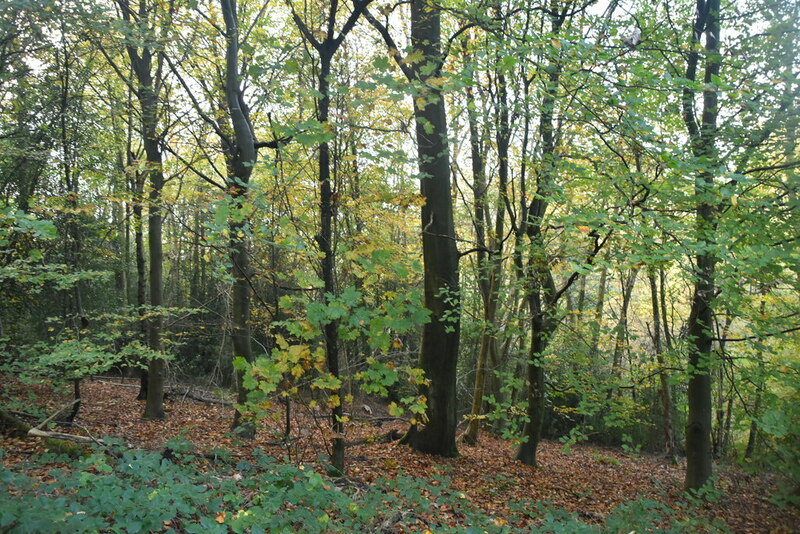 Hurst Wood © N Chadwick :: Geograph Britain and Ireland