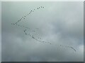 Grey geese against a grey sky