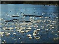 Ice and branches