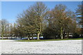 Walsall Arboretum trees