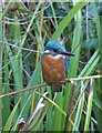 A kingfisher in Faversham