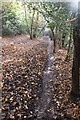 Woodland path in Autumn