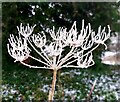 Frost covered Hog Weed