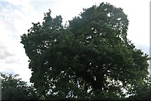 SP7546 : Tree on Northampton Road, Grafton Regis by David Howard