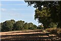 View towards Lady Wood Cottages, Nacton