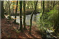 River Bovey at Parke