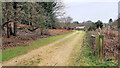 Track to old huts in Dunwich forest