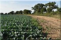 Cabbage field, Ipswich Road, Nacton