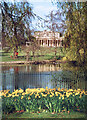 Daffodils in Pittville Park