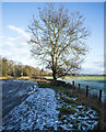 Lone tree beside icy car park