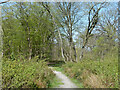 Path in Norsey Wood