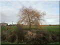 Weeping willow, Bassingham Low Fields