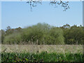 Tree clump in field east of Goatsmoor Lane