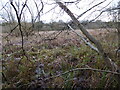 An old course of the River Severn on the outskirts of Shrewsbury