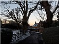 Silhouetted trees at Barncluith