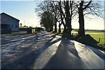 H5472 : Tree shadows along Bracky Road by Kenneth  Allen