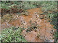 TQ5436 : Iron in the wet woodland in Broadwater Warren Nature Reserve by Marathon