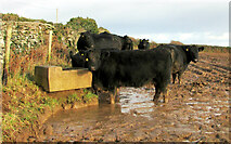 SX7735 : Cattle near East Prawle by Derek Harper