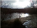 Ducks awaiting rain