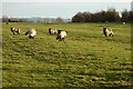 Pasture, Ilmer