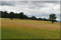 Field of Barley