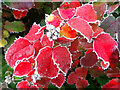 Hoar frost on Mahonia